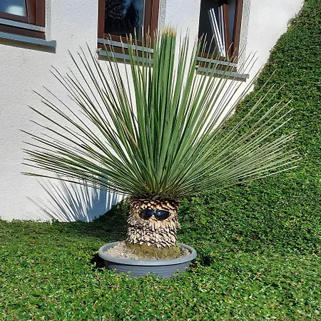 Jeglehof *